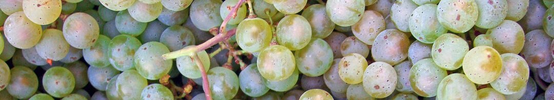 Pinot-Blanc-dAlsace