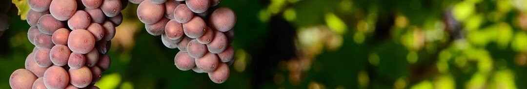 Pinot-Gris-d’Alsace
