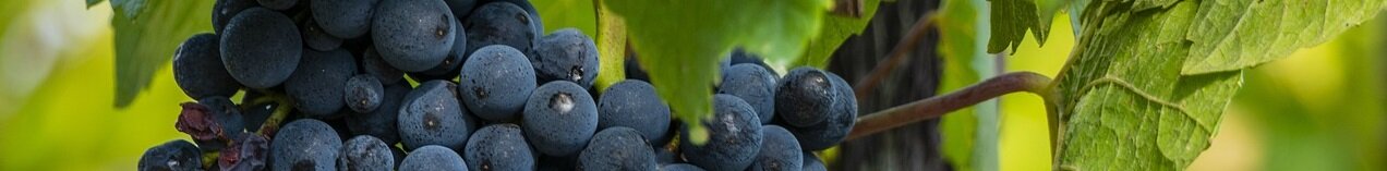 Pinot-Noir-d’Alsace