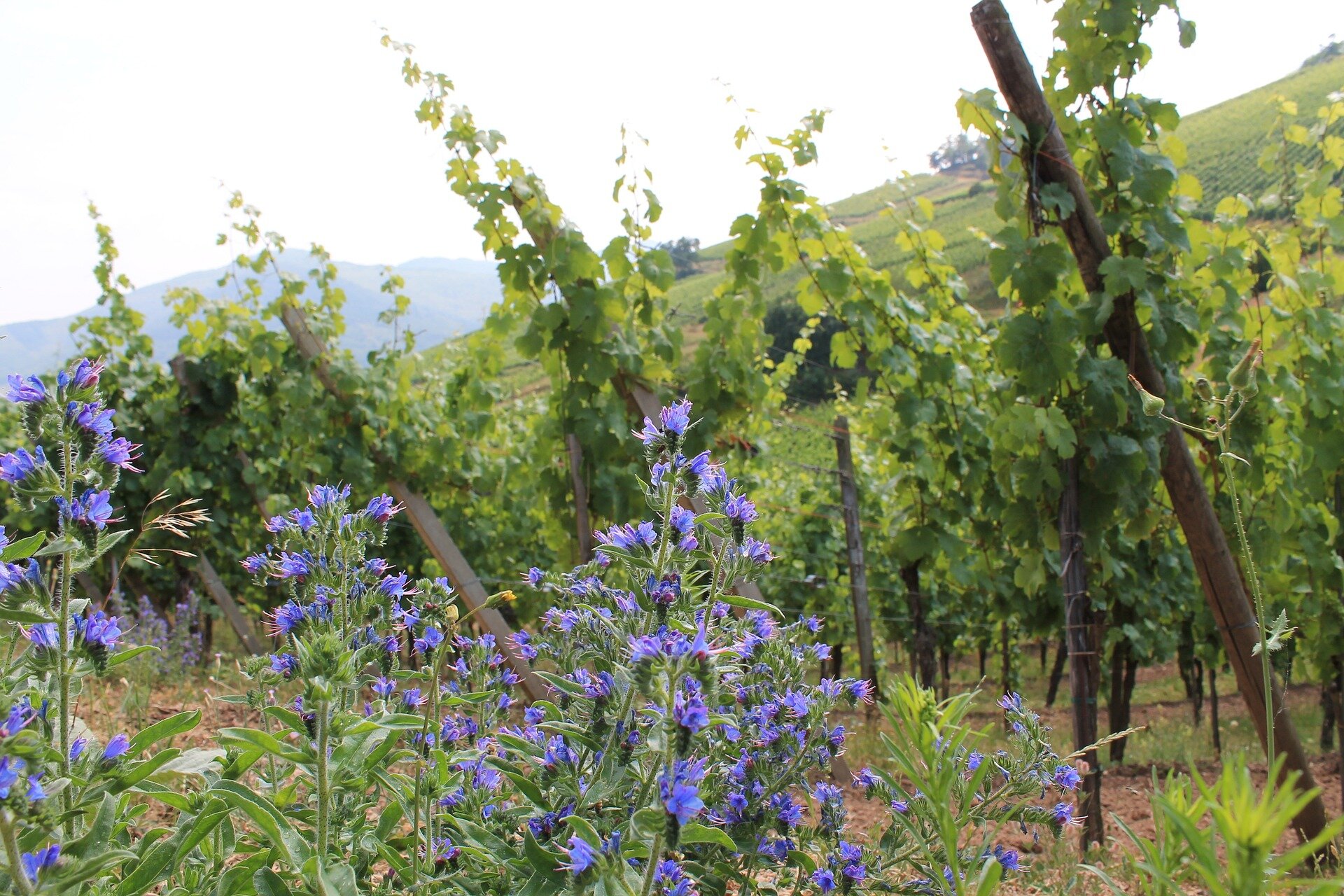 Grand-Cru-d’Alsace